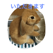 usagi no maron