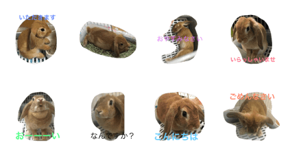 usagi no maron