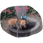 luckydogichi