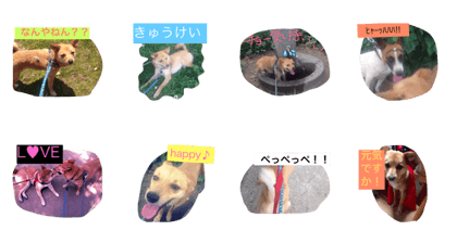 luckydogichi