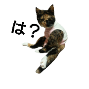 Cat Moving Service
