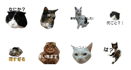 Cat Moving Service