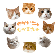 Fun cat companion