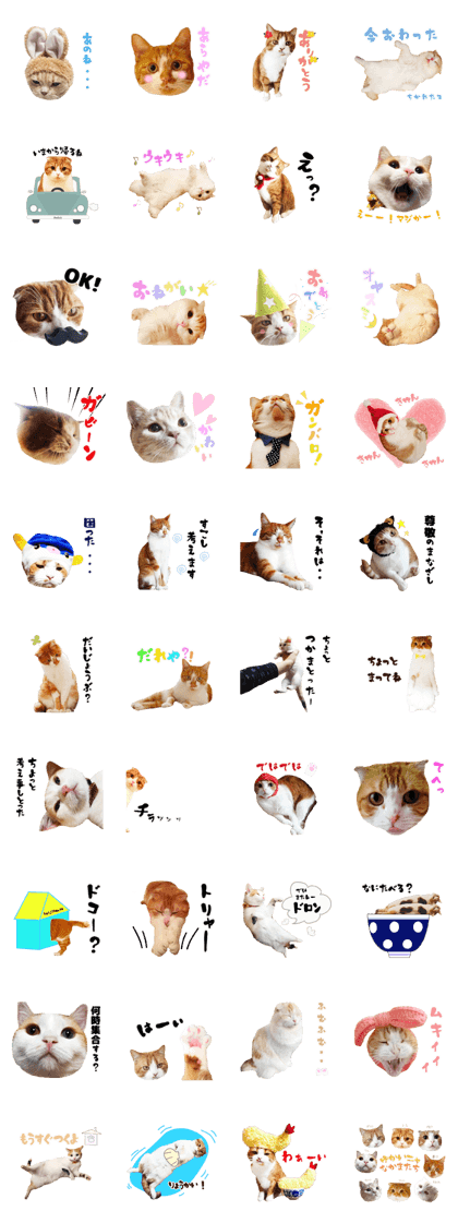 Fun cat companion
