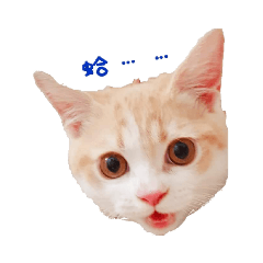 小Q的表情包(✪ω✪)