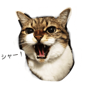 expressive japanese cat