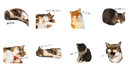 expressive japanese cat