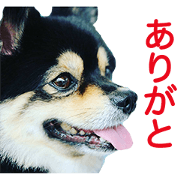 MOMOTA and YAE'S Sticker