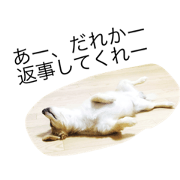 sorachaaan