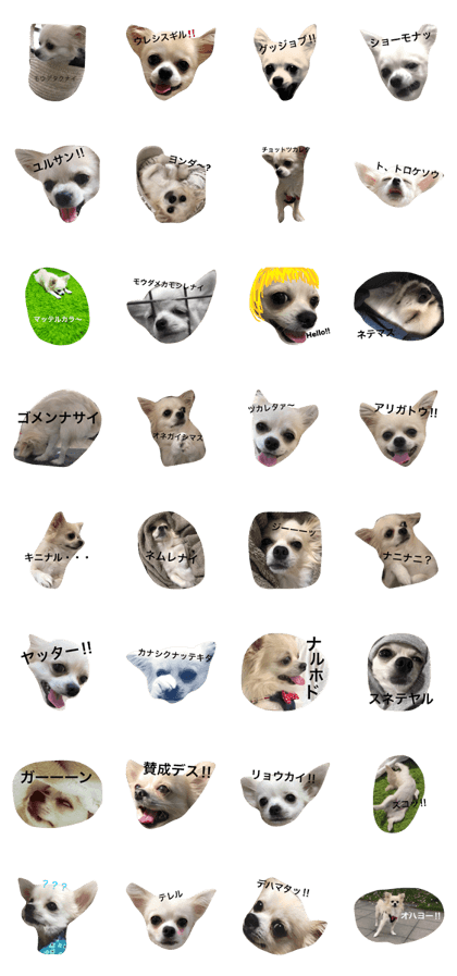 chihuahua YUKIMARU