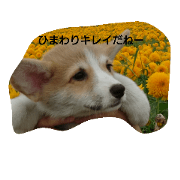 suntlower and corgi baby