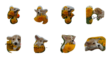 suntlower and corgi baby