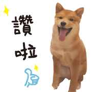 cute dodo dog