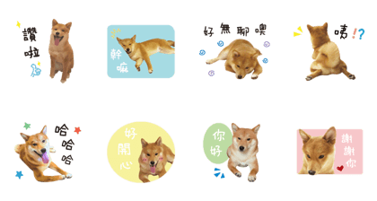 cute dodo dog