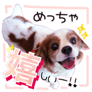 Cavalier Kokoa,Kansai dialect ver.