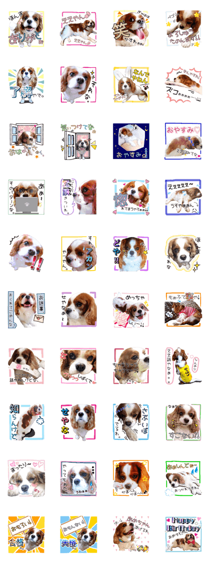 Cavalier Kokoa,Kansai dialect ver.