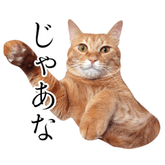 Chiro Cat Sticker