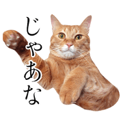Chiro Cat Sticker