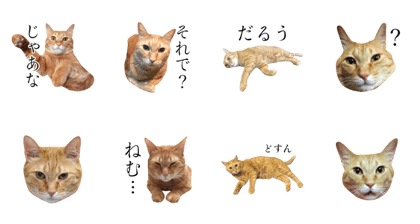Chiro Cat Sticker
