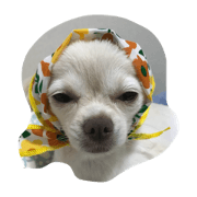 DOG puu