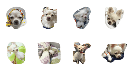 DOG puu