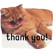 my cats@Shishimaru and Coco o