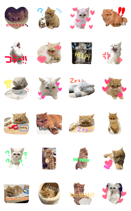 my cats@Shishimaru and Coco o