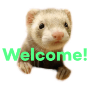 Ferret cocochan