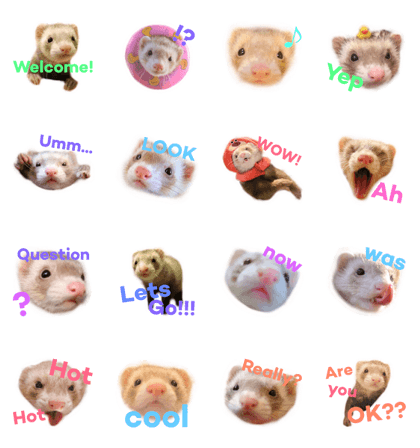 Ferret cocochan