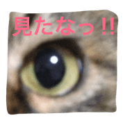 CAT jawaii