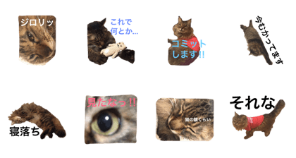 CAT jawaii