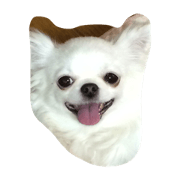chiro smile