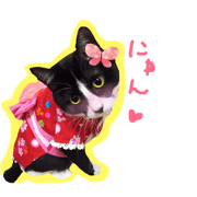 kitty bibi