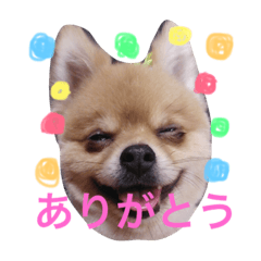 cutedog!!!