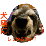 My dog URIURI