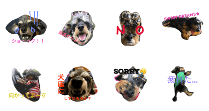 My dog URIURI