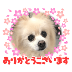 かわいいワンちゃんネコちゃん Line スタンプ Line Store かわいいワンちゃんネコちゃん Line スタンプ Line Store