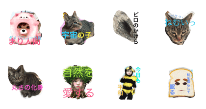 damekoro
