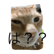 nyanku-n