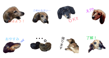 my pets  yucoco