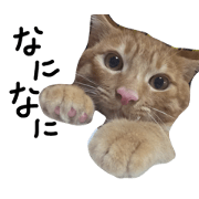 MY lovely caat