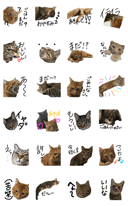 MY lovely caat