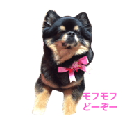 my family MOMOTAROU