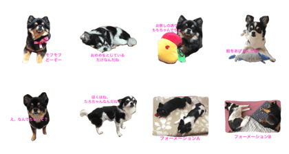 my family MOMOTAROU