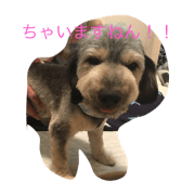 kwi