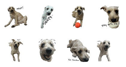 QQ Schnauzer