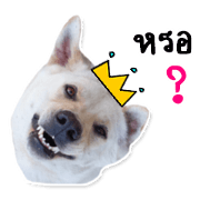 MooYhong & MheePoo (The White Dogs)