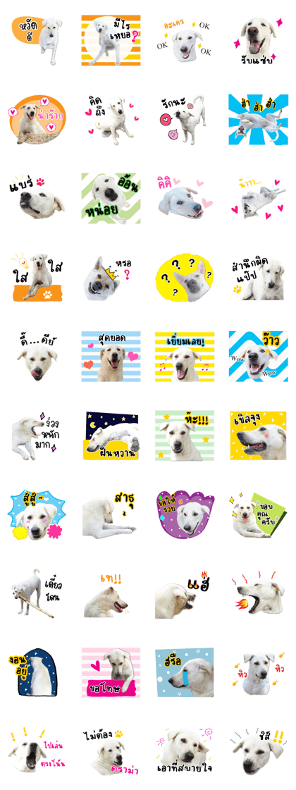 MooYhong & MheePoo (The White Dogs)