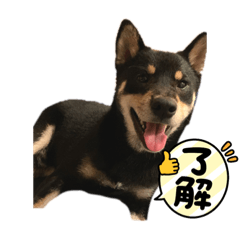 小黑柴黑豆日常8