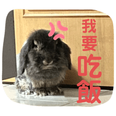 兔肉暴躁日常
